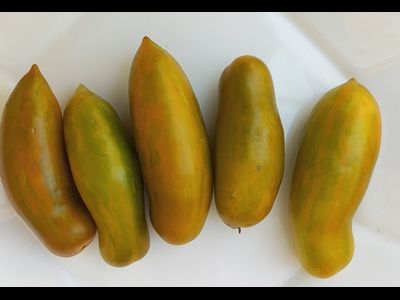 Томат Зеленая сосиска (Green Sausage, Грин Сосидж)