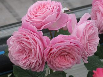 Розенгрефин Мария Генриетта (Rosengräfin Marie Henriette) роза