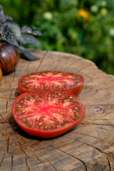 Томат Ярсон 16 (Jarson 16), 10 шт