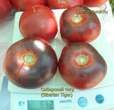 Томат Сибирский тигр (Siberian Tiger)