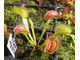 Dionaea muscipula Tiger teeth