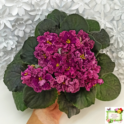 ЛФ-Дарья (Л.Федосеева) 2017 г. (пасынок укоренённый)