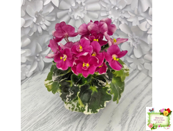 ЛЕ-Фруктовая Мармеладка (Е.Лебецкая) 2017 г. (лист укоренённый)