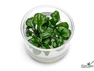 Анубиас Бартери круглолистный (Golden Coin) меристемный АЗИЯ