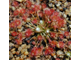 Drosera "Occidentalis"