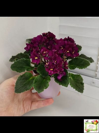 Jolly Fire (H.Pittman) (9715) 01/15/2007