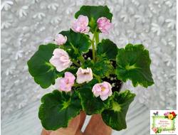 LV-Прелесть (Л. Шевелева) сеянец (стартер)