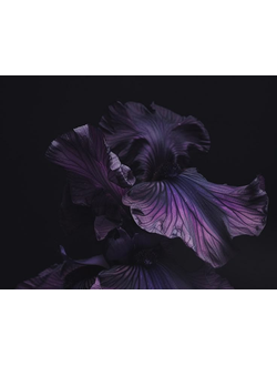 Black Iris fragrance compound (A.F.C.) / Черный ирис премиум парфюмерный концентрат