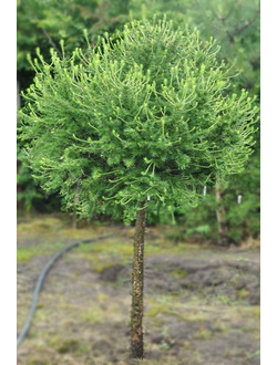 Лиственница европейская Kornik