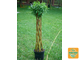 Ива плетеная. Датские корни (Original 100cm) Арт№ DK100SPB