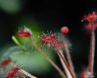 Drosera "Paradoxa"