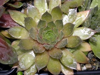 Sempervivum 'ALCHIMIST’ - розетка