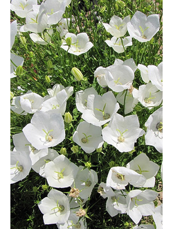 Колокольчик карпатский White Clips