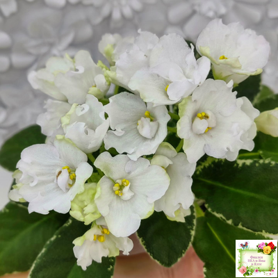 ЛЕ-Стрекоза (Е. Лебецкая) 2020 г. (пестролистный лонг)