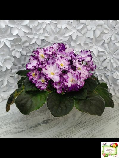 БР-Осирис (С. и Н. Буркацкие) 2022 г.