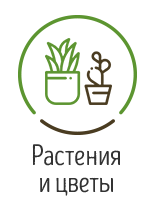 Купить саженцы в Казани недорого, продажа саженцев в интернет-магазине ...