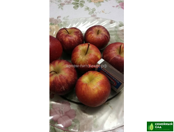 Яблоня "Конфетное"