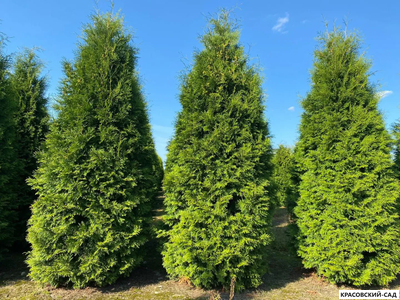 Туя Брабант в ряд фото весной - Красовский-Сад.рф