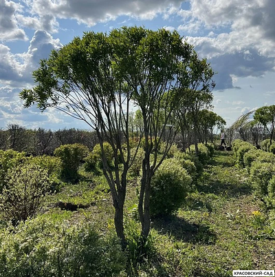 Топиар Ива ломкая в форме зонта