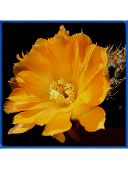 Mediolobivia einsteinii v. huasinensis