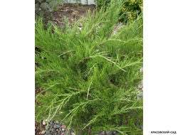 Можжевельник казацкий Кнап Хилл - Knap Hill