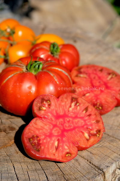 Томат Ярсон 22 (Jarson 22), 10 шт