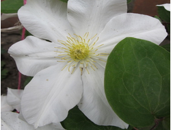 Клематис Toki, C2