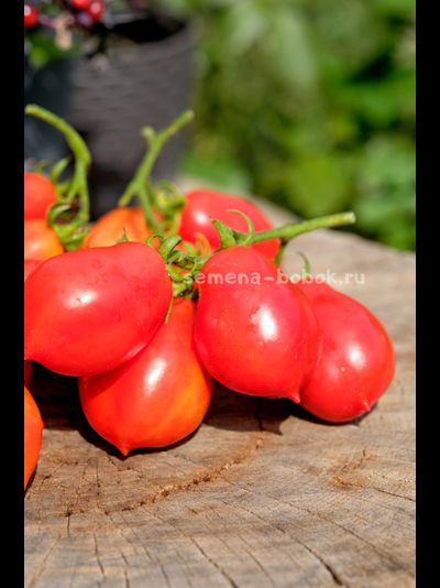 Томат Краса Кургана, 10 шт