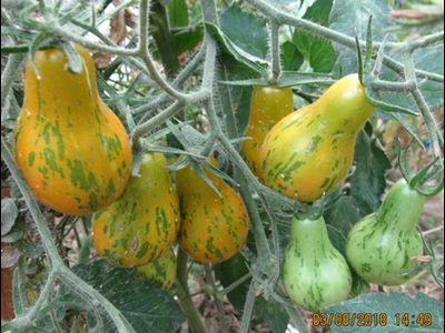 Томат Майкл Поллан (Michael Pollan)