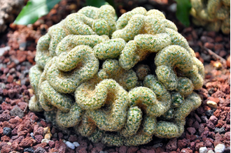 Mammillaria elongata cristata, Маммилярия удлинённая кристата, кактус ...