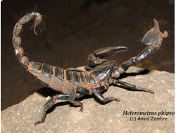 Азиатский черный скорпион (Heterometrus phipsoni)