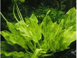 Эхинодорус сердцевидный Мраморная Королева (пластиковый горшок)