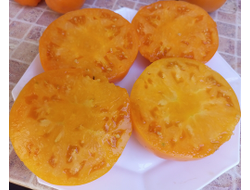 Томат Шелленберга Любимые (Schellenberg’s Favorite)