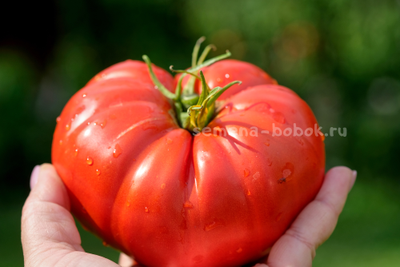 Томат Costoluto di Lenno (Костолуто ли Ленно), 10 шт