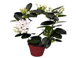 Горшечное растение (№12 019) "Стефанотис"