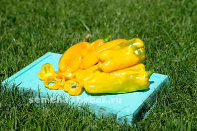 Перец сладкий Nocera Giallo (Носера Джиалло), 10 шт