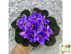 МТ-XXL Эльф (М. Тотиева) 2022 г.