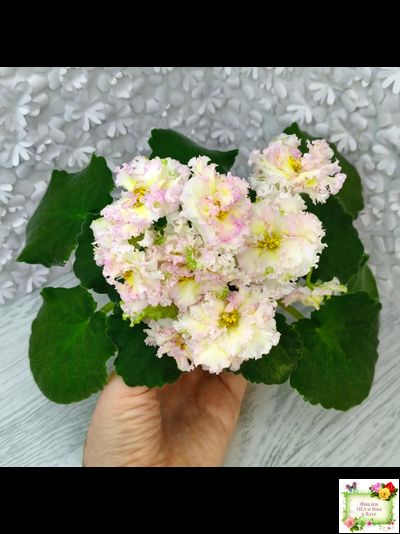 ЛЕ-Злато Скифов (Е. Лебецкая) 2015 г. (лист укоренённый)