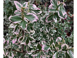 Бересклет Форчуна Сильвер квин (Silver Queen)