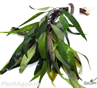 Лимонник стрикта (пучок)