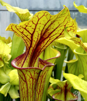 Sarracenia Flava var. Ornata