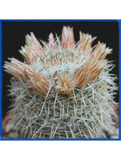 Mammillaria parkinsonii