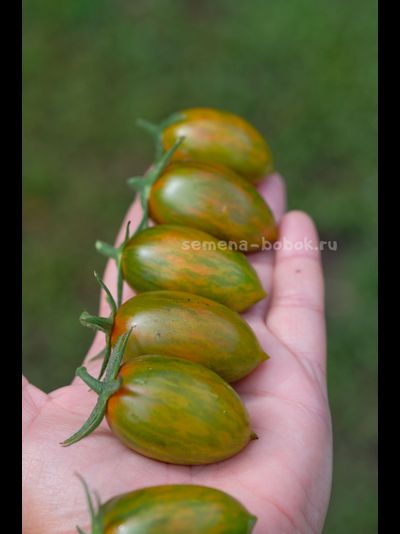 Томат Green Riper (Зеленый Рипер), 10 шт