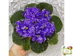 ВаТ-Ливень (Т.Валькова) 2018 г.