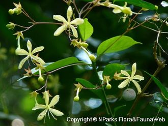 Clerodendrum Disparifolium / Клеродендрум диспарифолиум