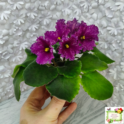 АВ-Тайны Востока (Фиалковод) 2022 г. (детка)