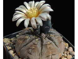 Gymnocalycium esperanzae VG-1241 - 5 семян