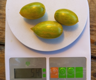 Томат Хаки полосатый