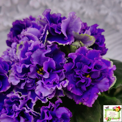 РМ-Синий Бриллиант (Н. Скорнякова) 2023 г.