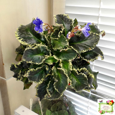 Senk's Try the Decaf (R. Follett/D. Senk) (9872) 01/30/2008 трейлер